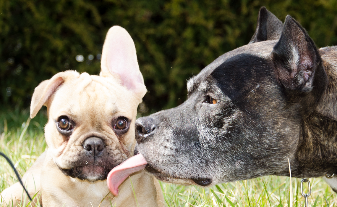 Nigro Bowie French Bulldog Alano